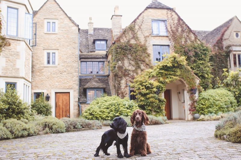 Steph and the Spaniels